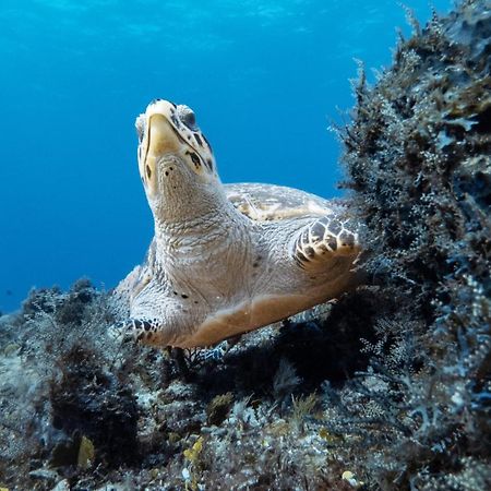 Hotel Puerto Libre コスメル エクステリア 写真